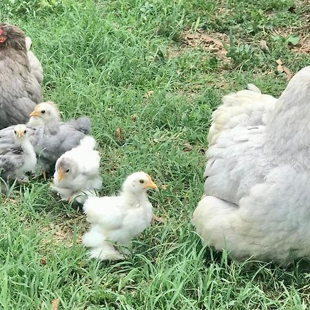 Appartamento In Cascina -La Cascinetta Di Ali- Roatto Extérieur photo