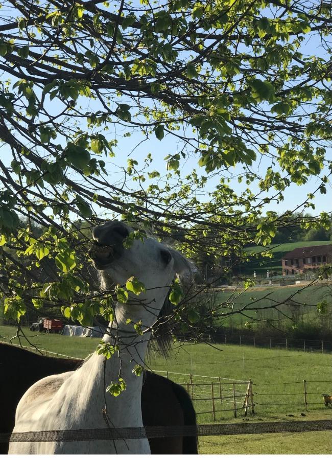 Appartamento In Cascina -La Cascinetta Di Ali- Roatto Extérieur photo