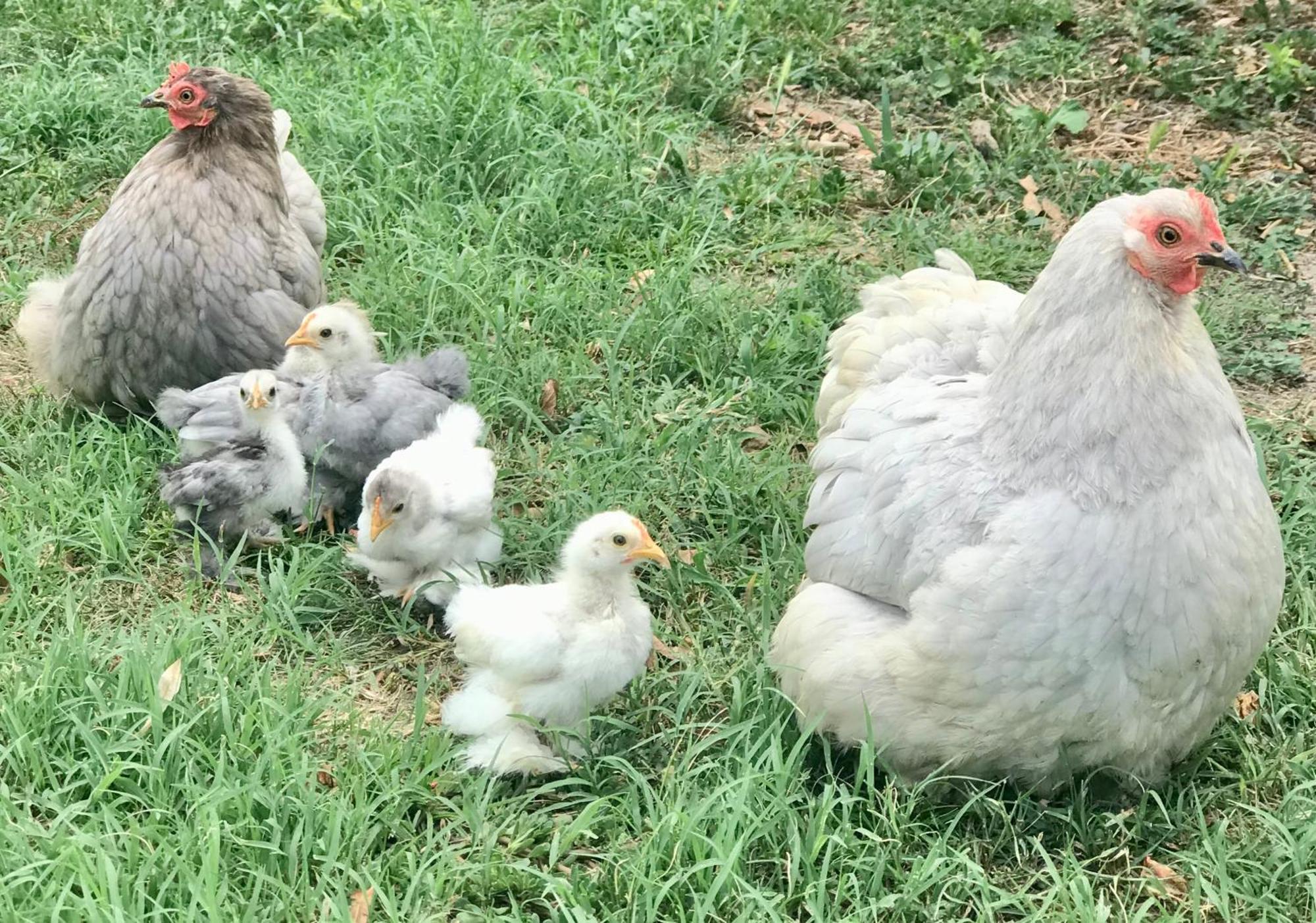Appartamento In Cascina -La Cascinetta Di Ali- Roatto Extérieur photo